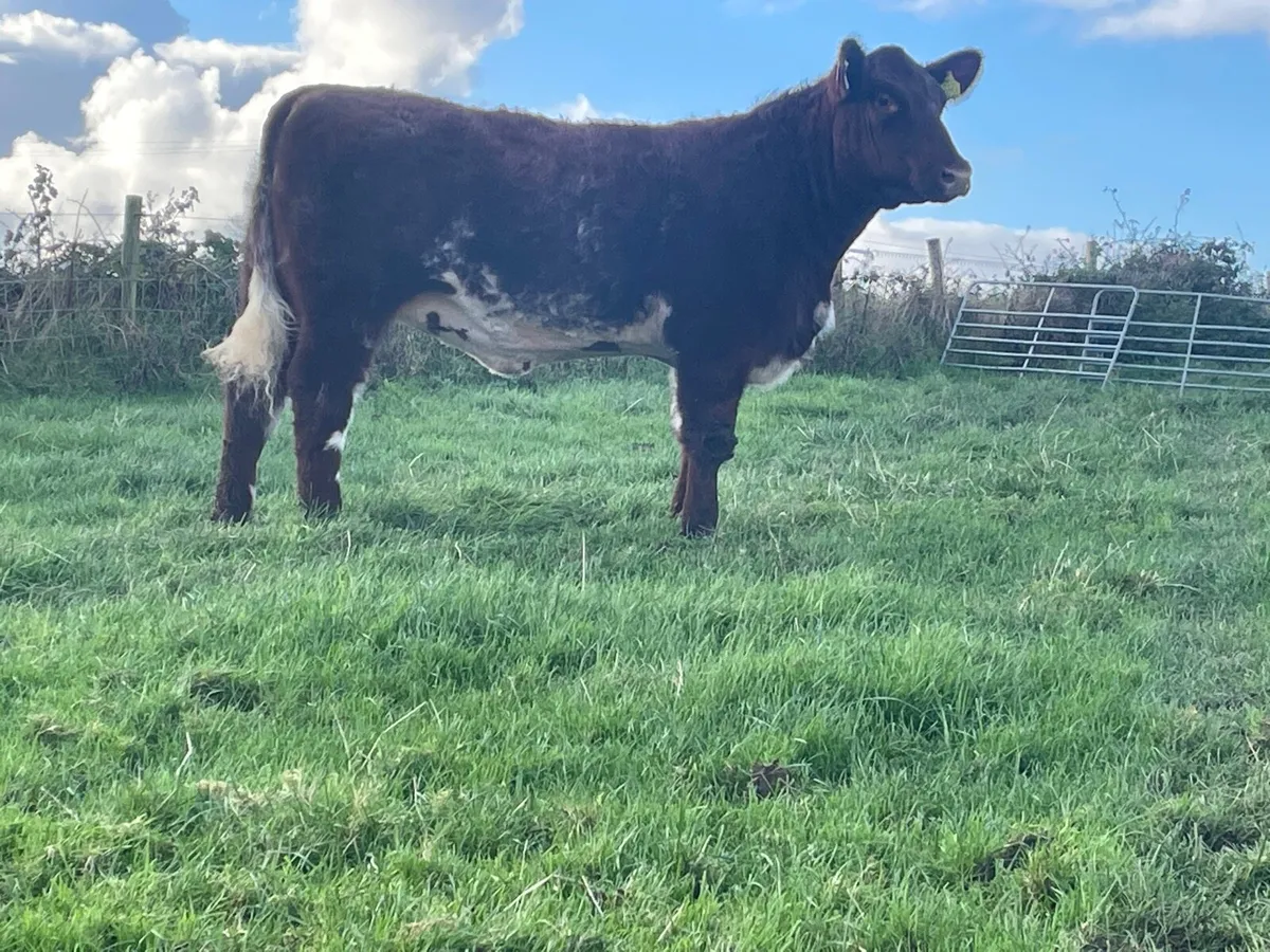 2 serious Organic breeding heifers - Image 1