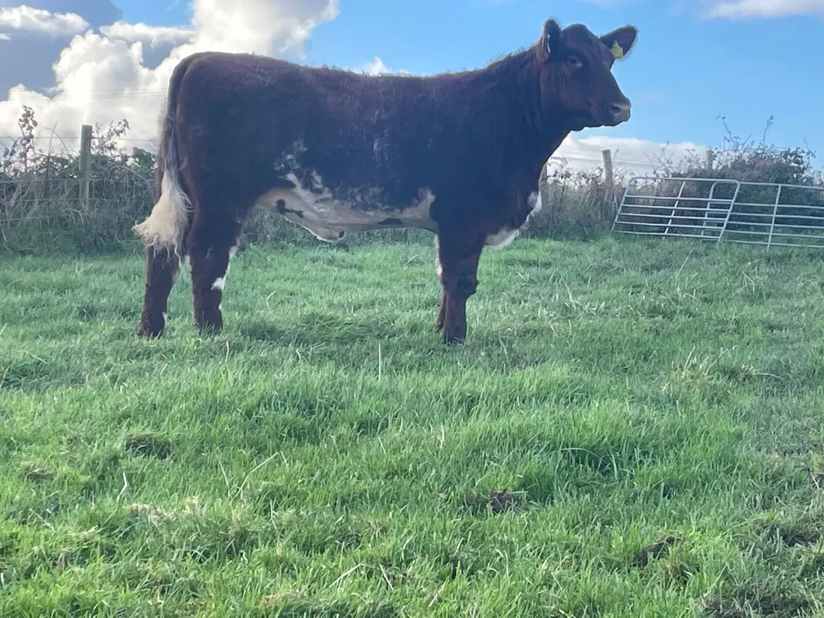 2 serious Organic breeding heifers - Image 2