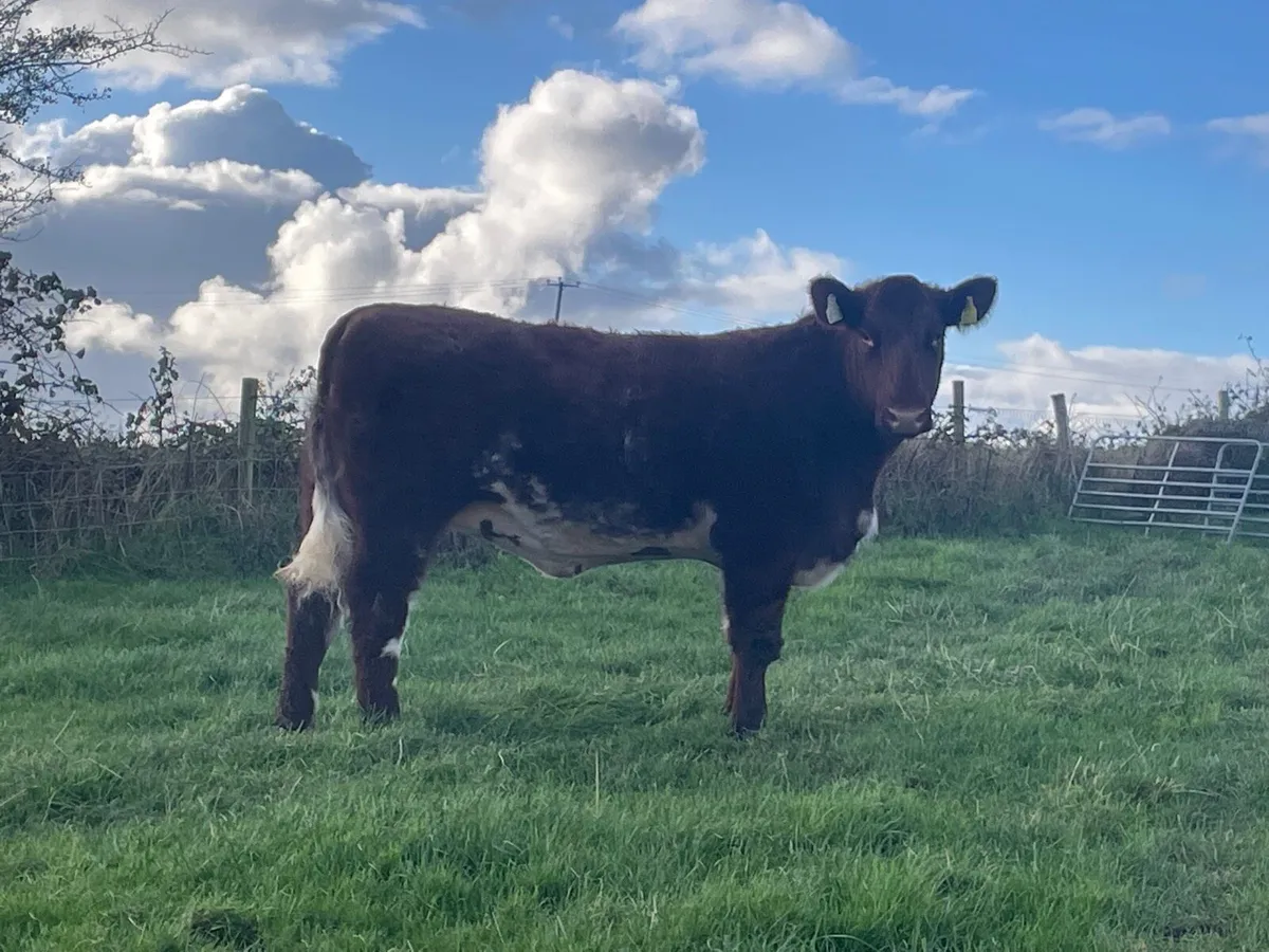 2 serious Organic breeding heifers - Image 3