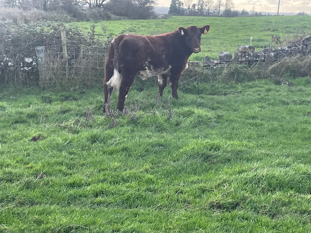 2 serious Organic breeding heifers - Image 4