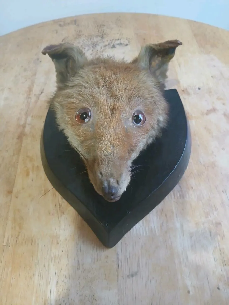 RED FOX - Image 3