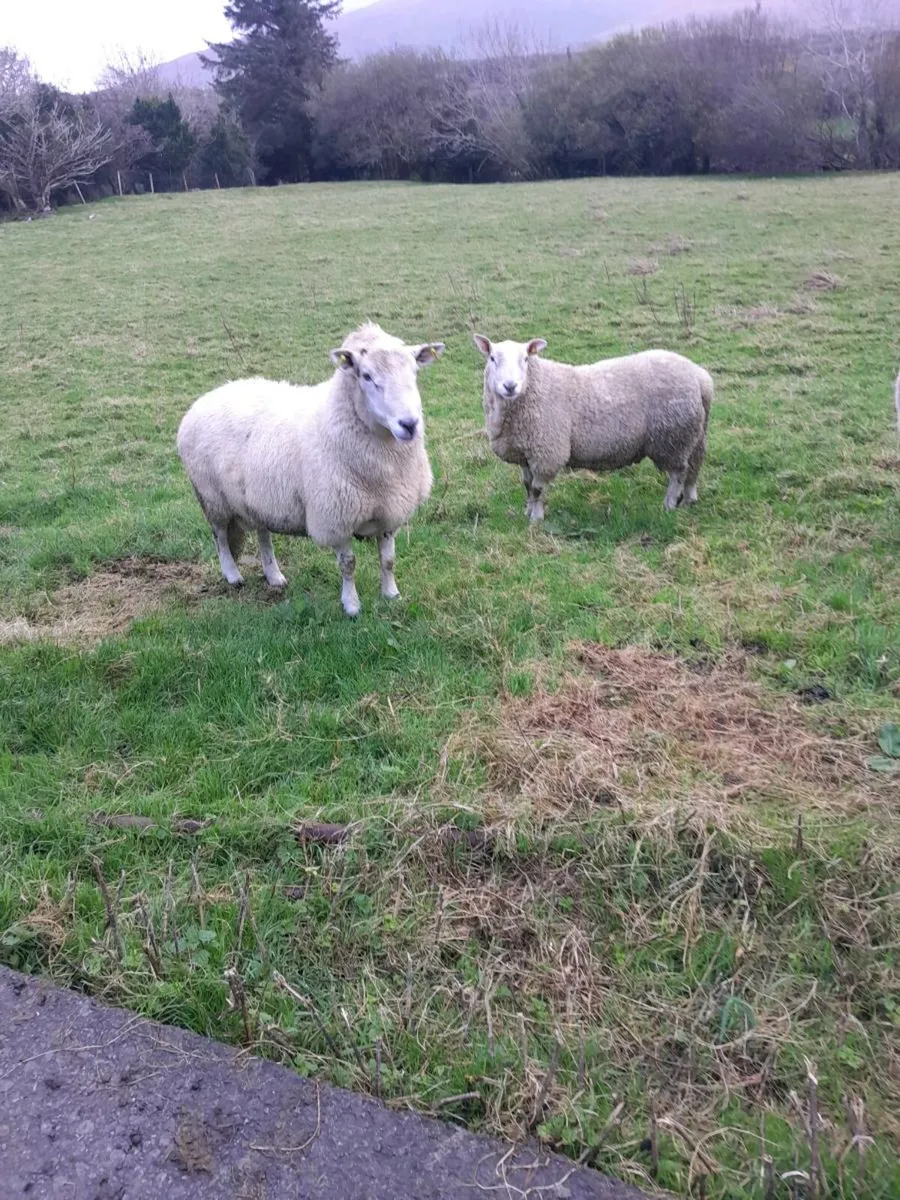 Cheviot rams - Image 1