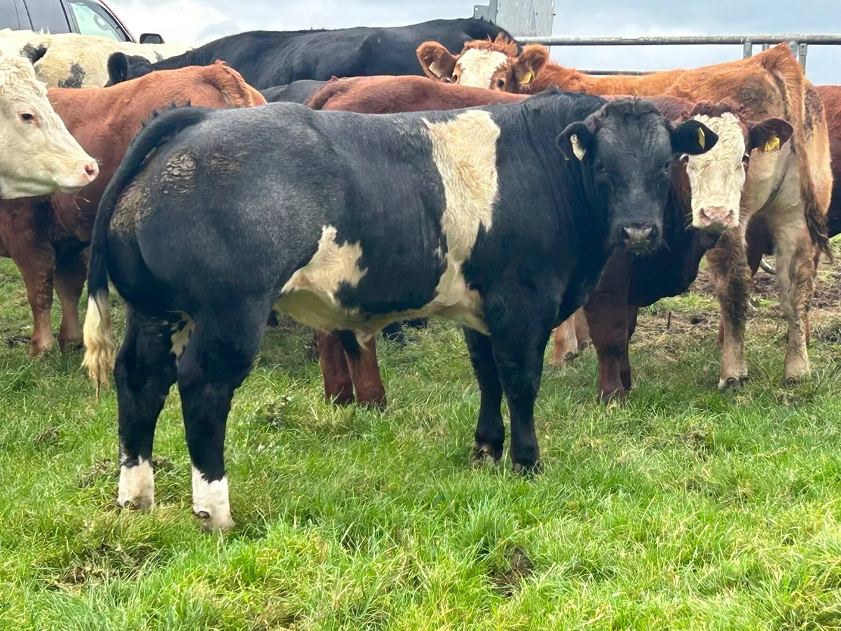 Weanlings - Image 1