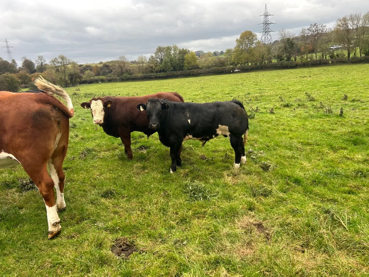 Weanlings - Image 2