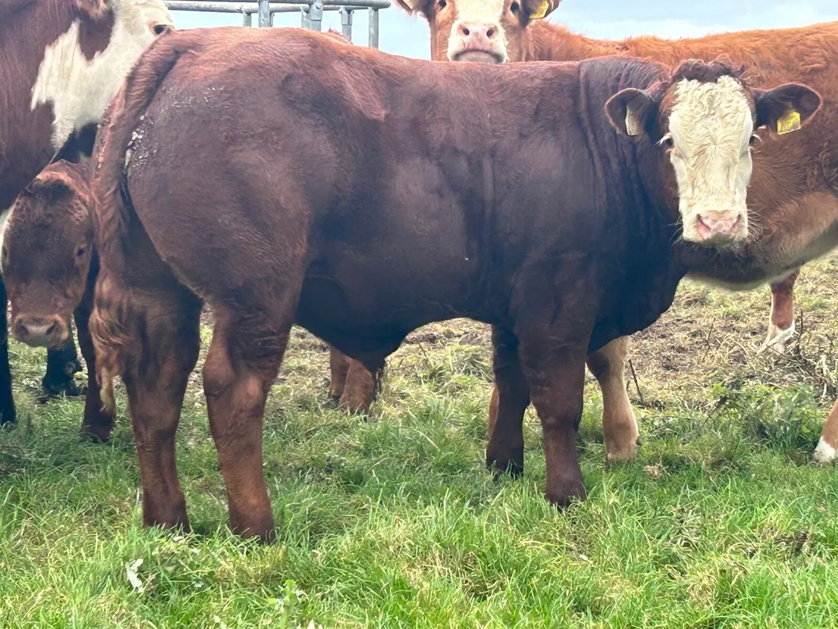 Weanlings - Image 3