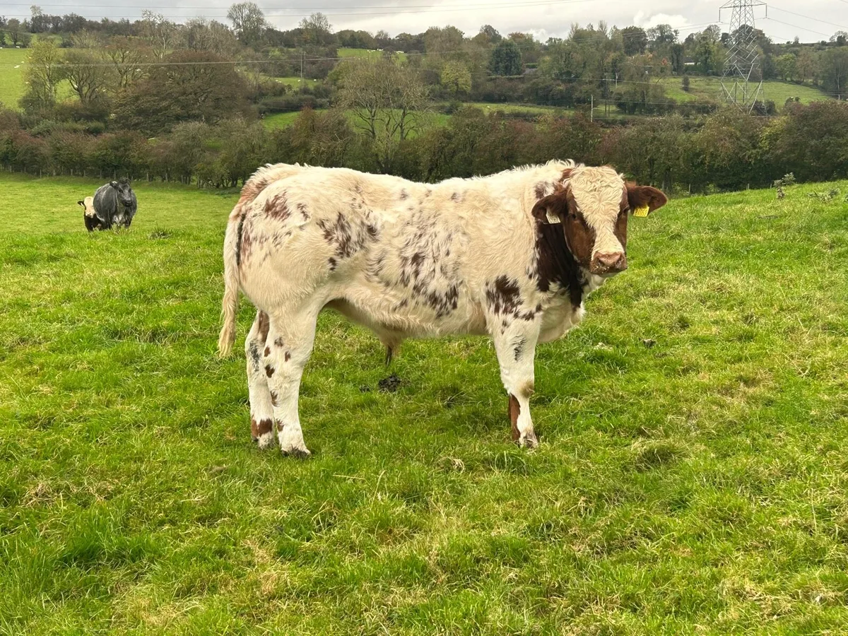 Weanlings - Image 4