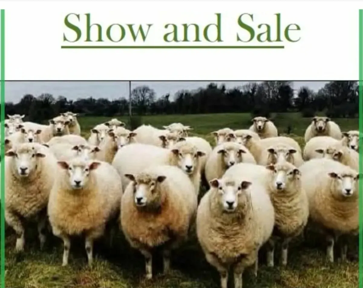 Purebred Galway Sheep Show and Sale - Image 2