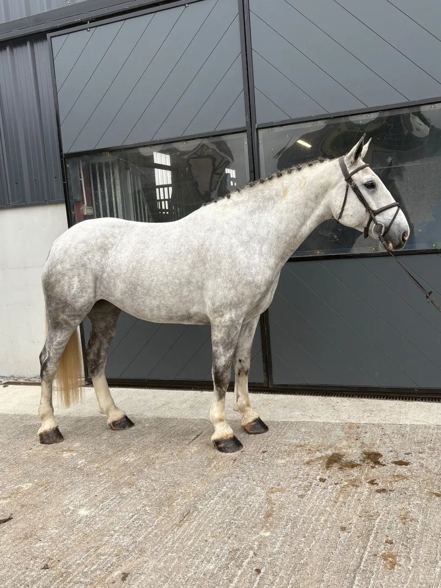 Horse LOT 74 - Image 1