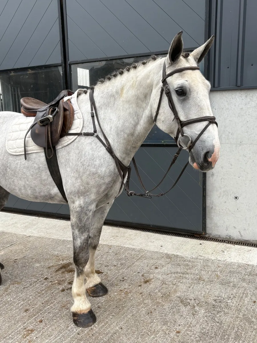 Horse LOT 74 - Image 2