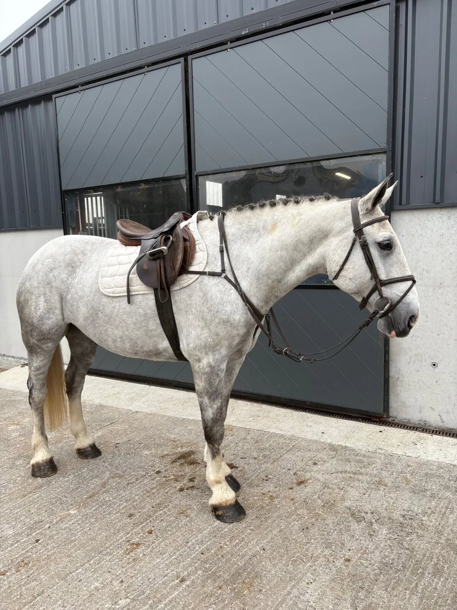 Horse LOT 74 - Image 3