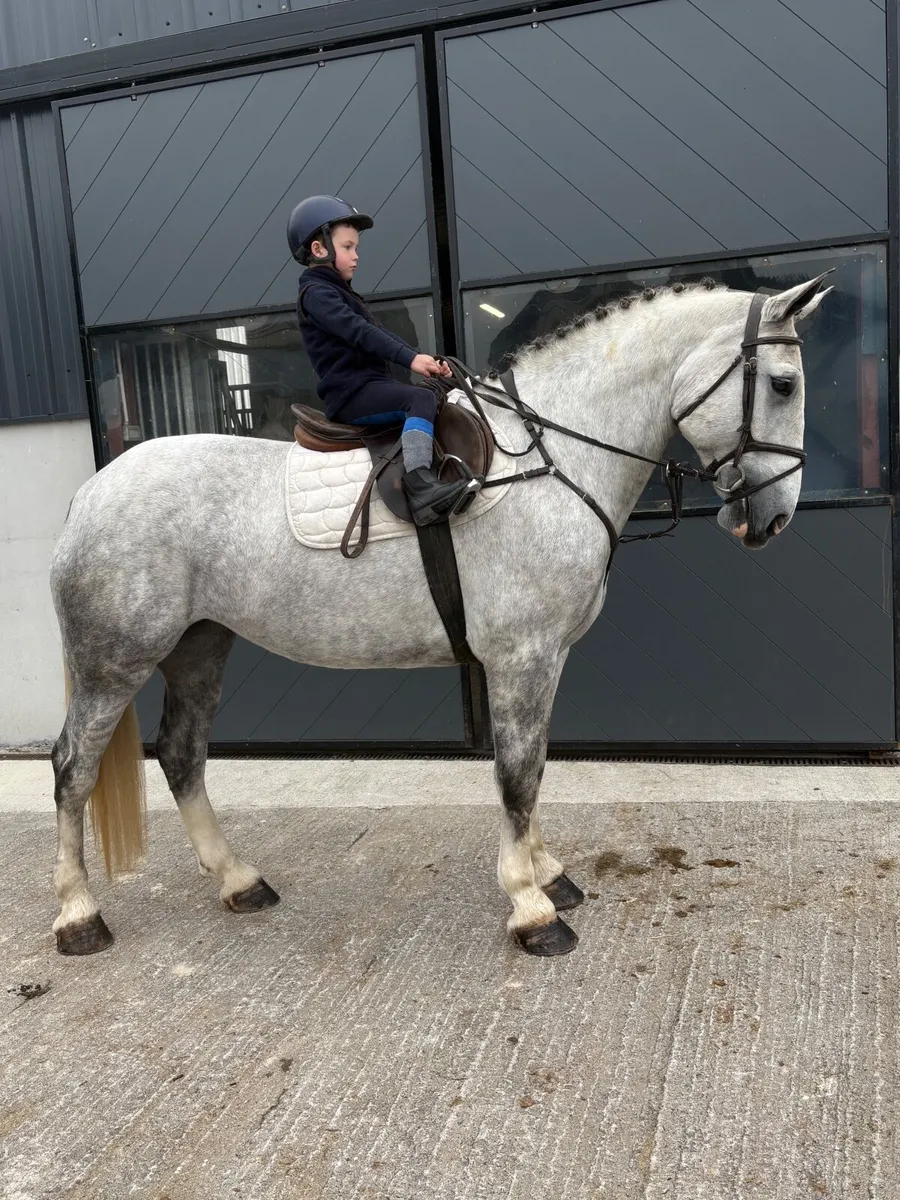 Horse LOT 74 - Image 4