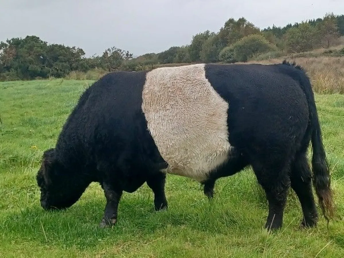 PBNR Galloway Bull - Image 3