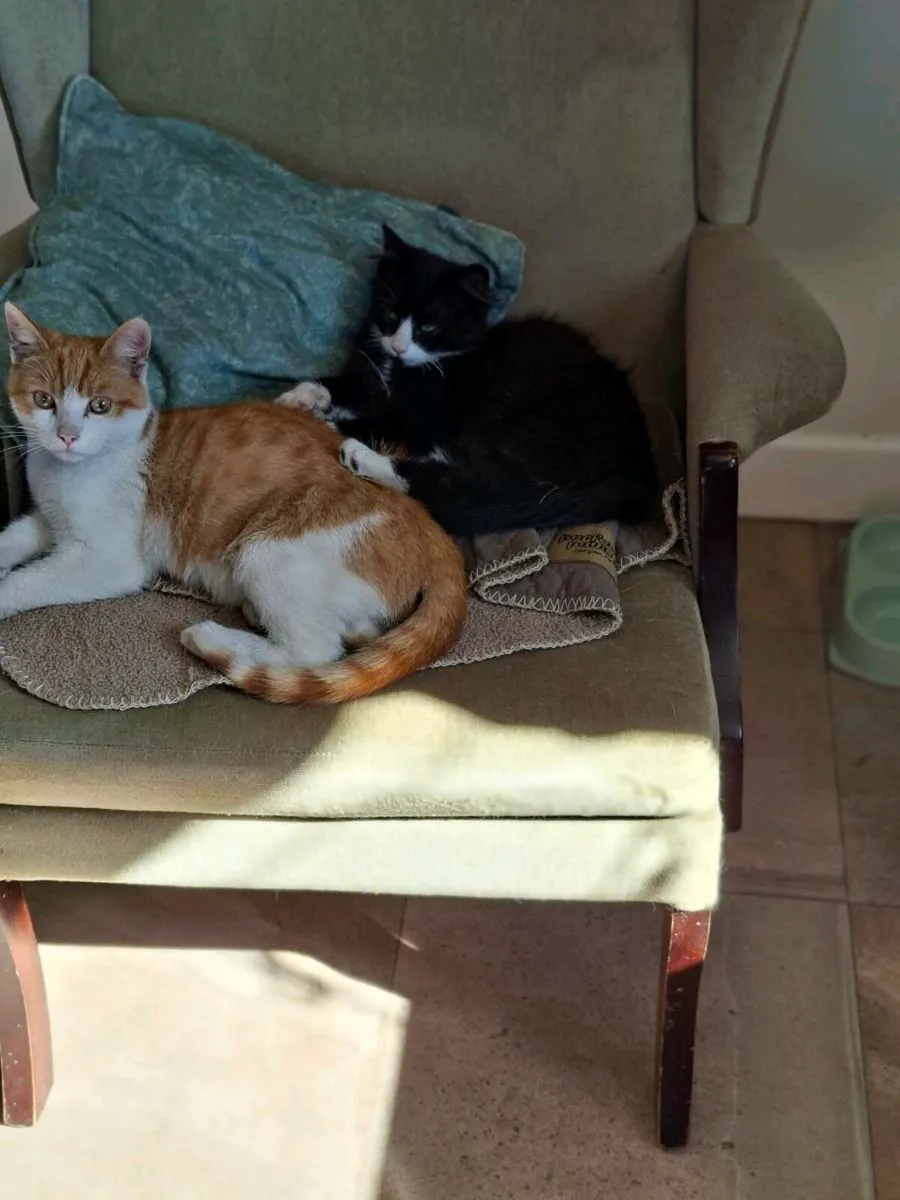 Kittens - Image 2