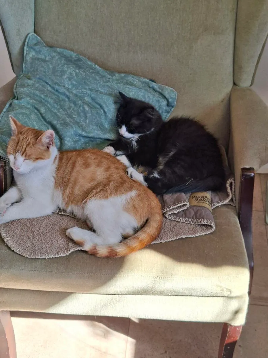 Kittens - Image 3