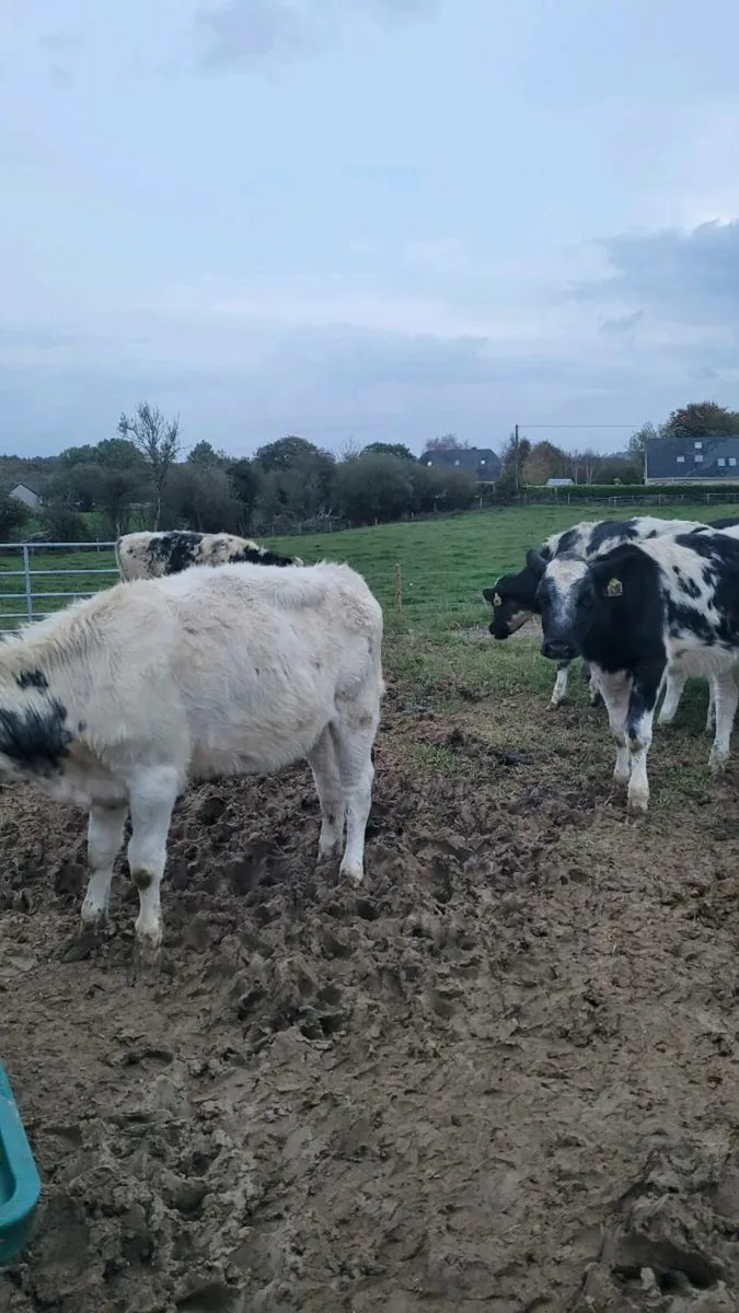 Heifers - Image 2