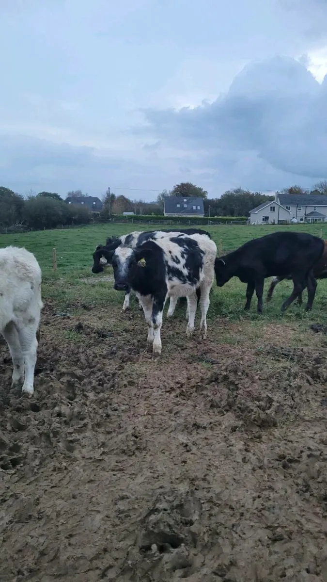 Heifers - Image 3