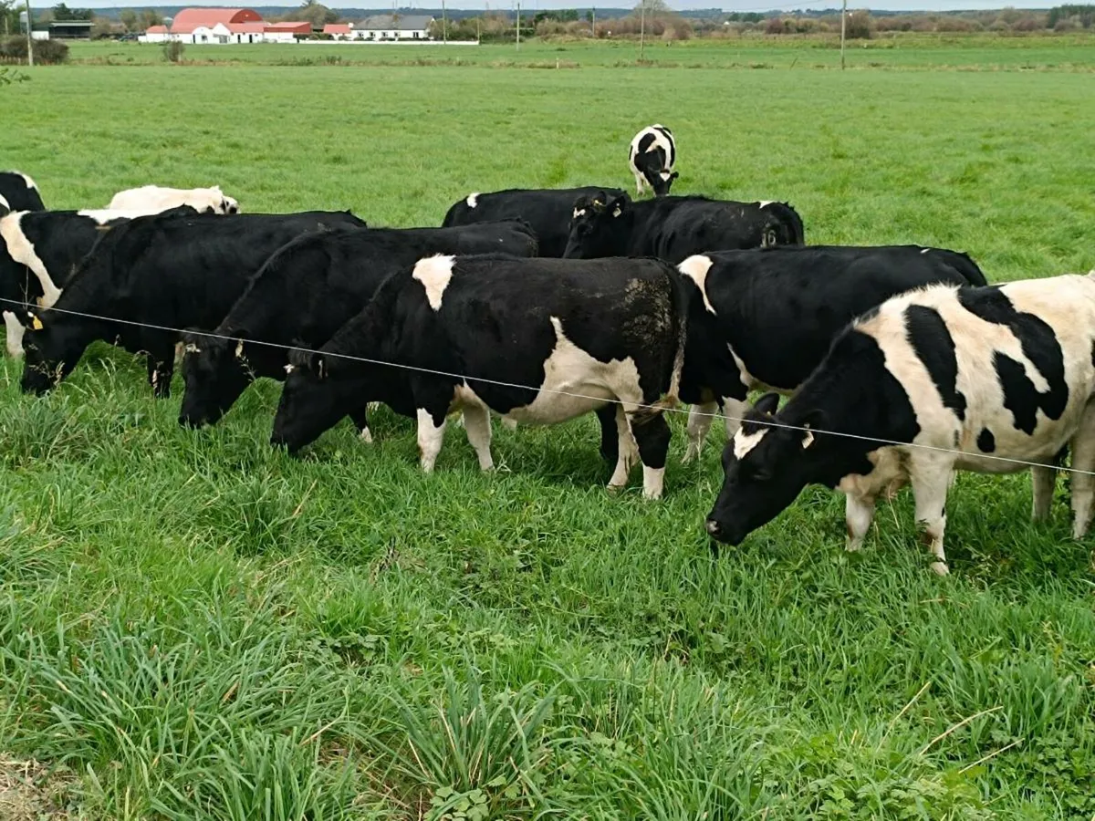 British Friesian In calf Heifers - Image 1
