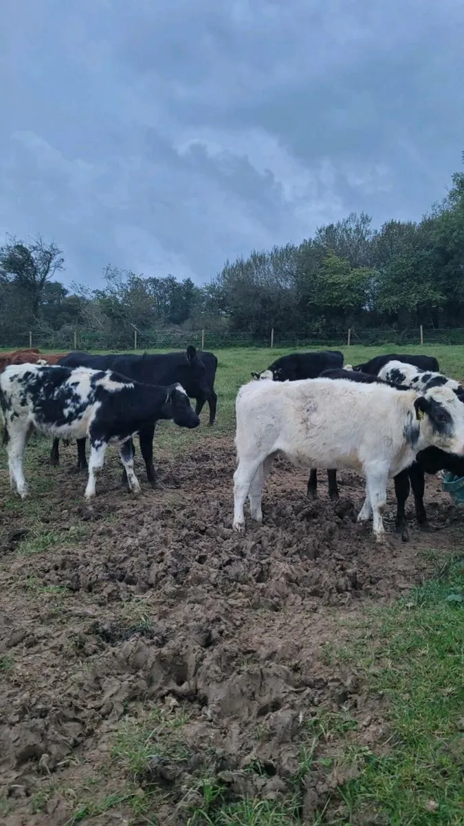 Heifers - Image 4