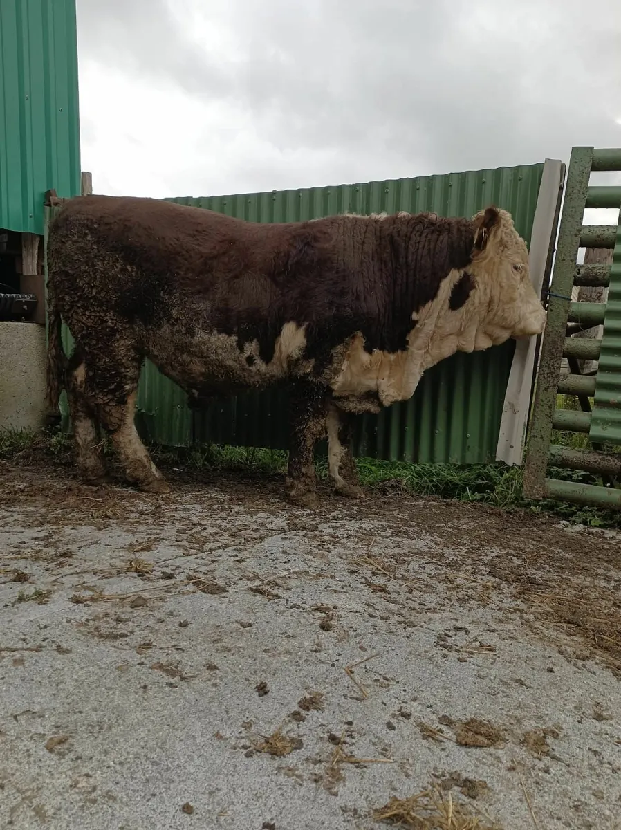 PBR Hereford Bull - Image 2