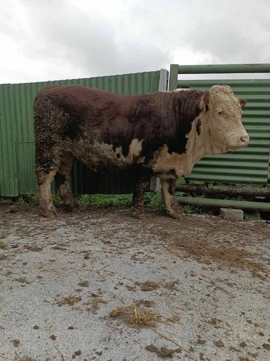 PBR Hereford Bull - Image 3