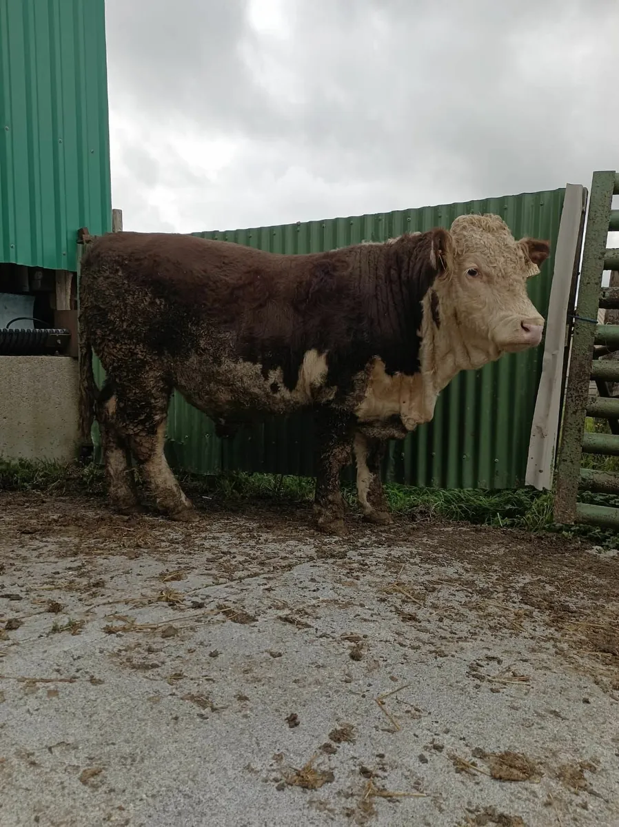 PBR Hereford Bull - Image 1