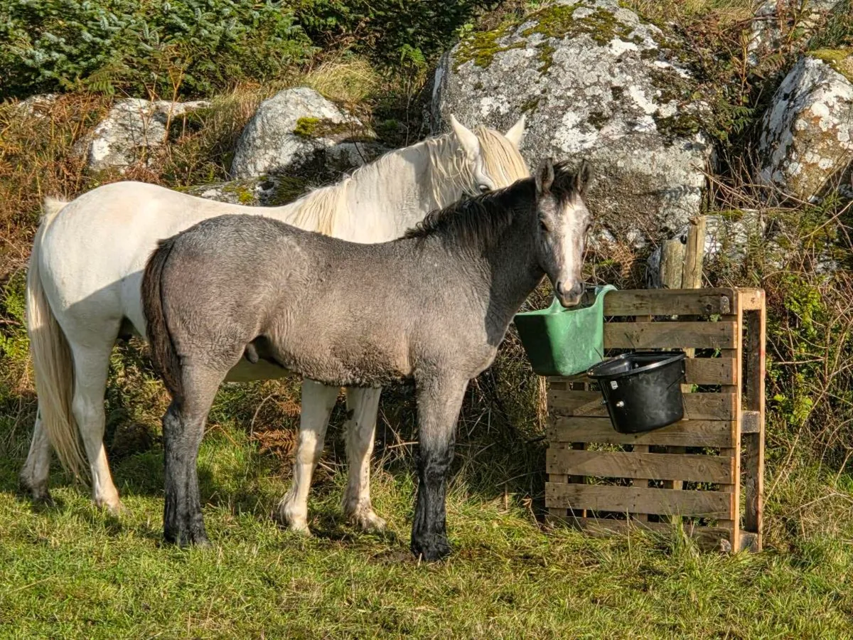 Connemara Colt Foal - Image 1