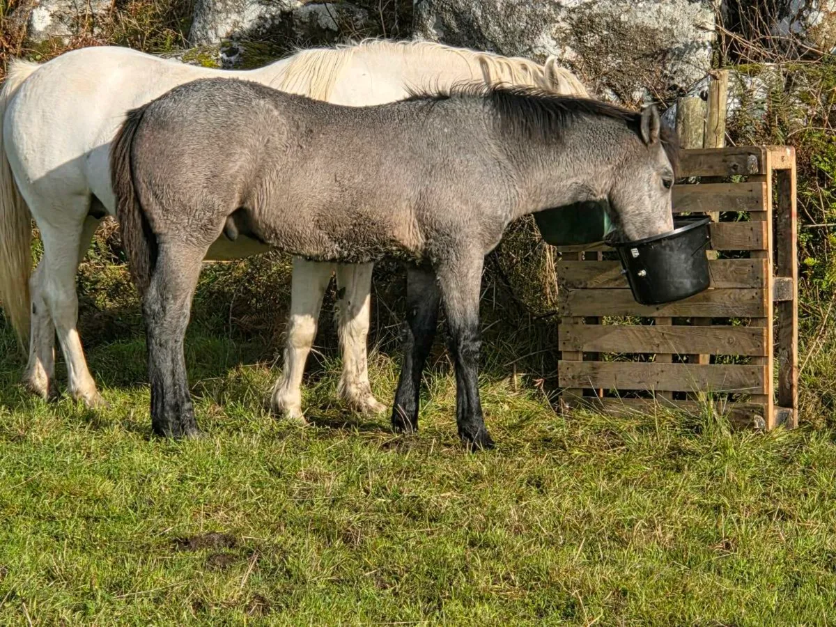 Connemara Colt Foal - Image 2