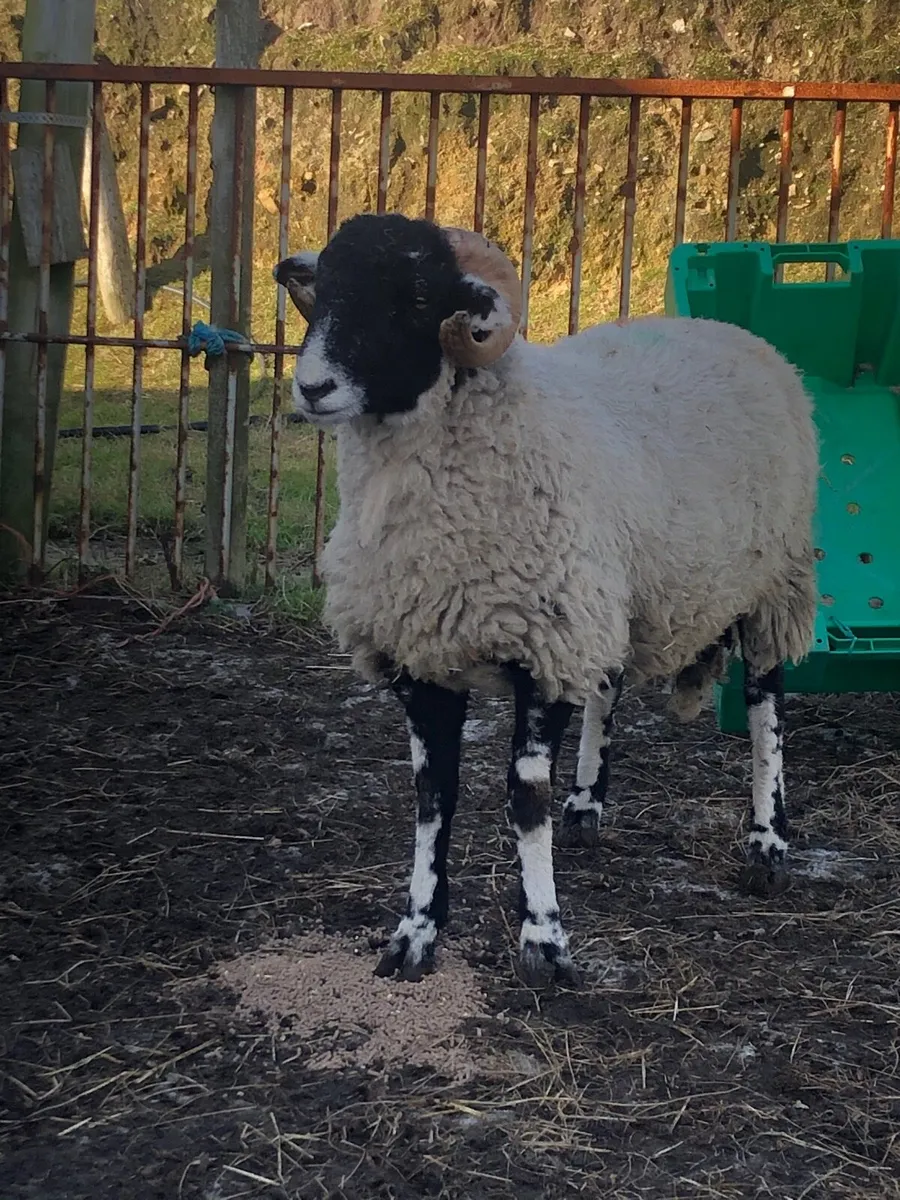Swaledale ram lambs - Image 1