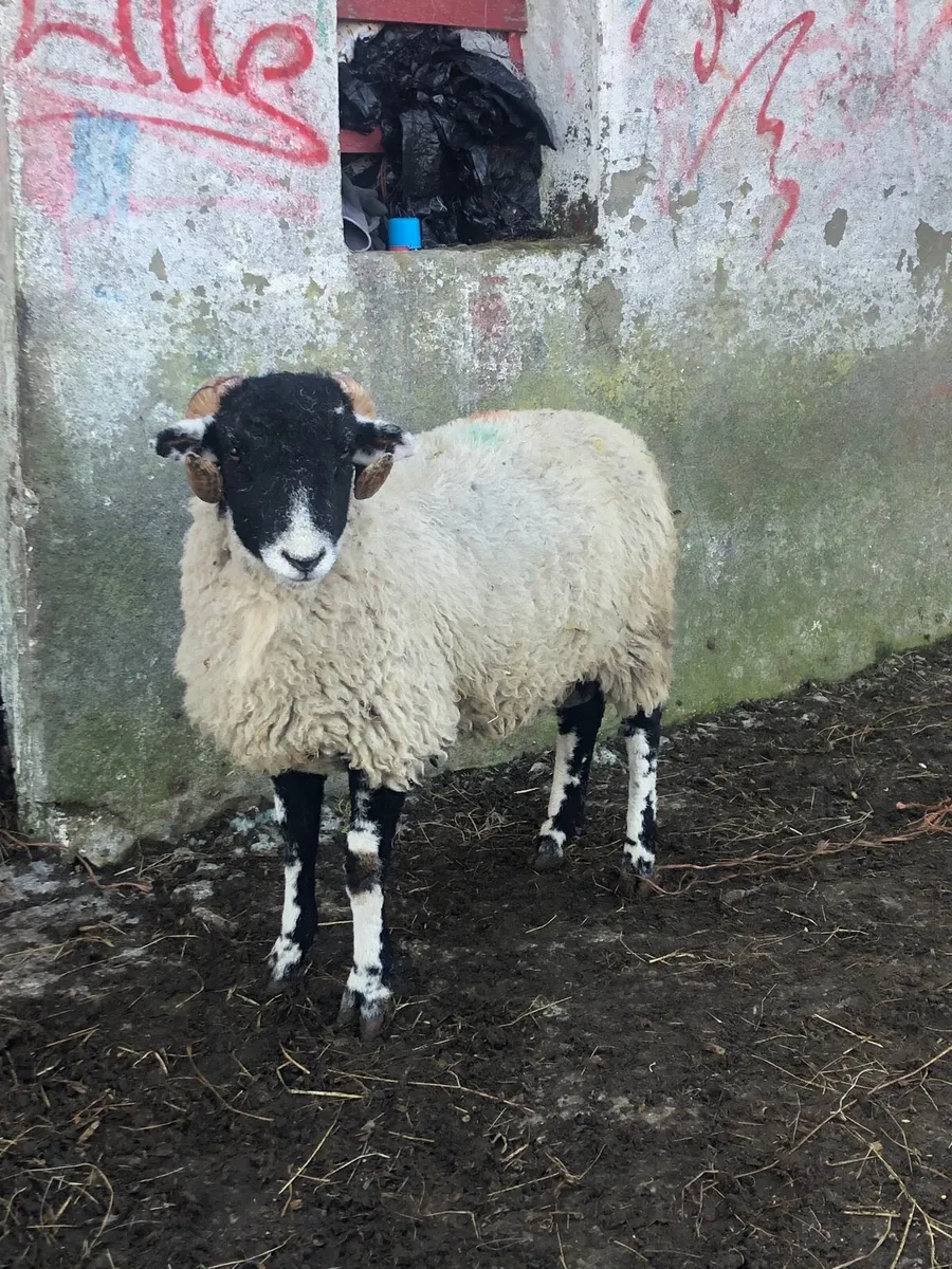 Swaledale ram lambs - Image 2