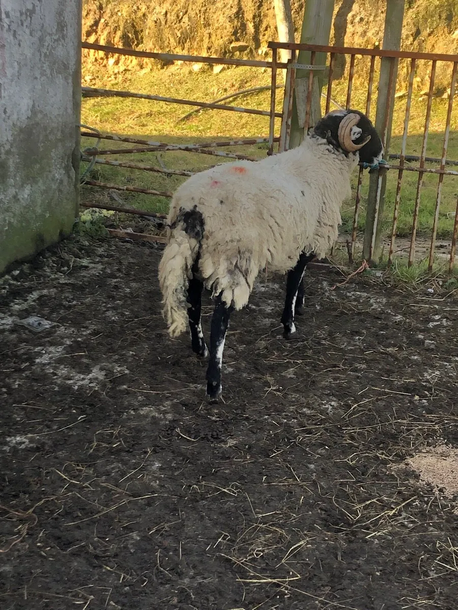 Swaledale ram lambs - Image 3
