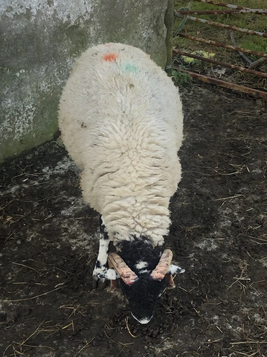Swaledale ram lambs - Image 4