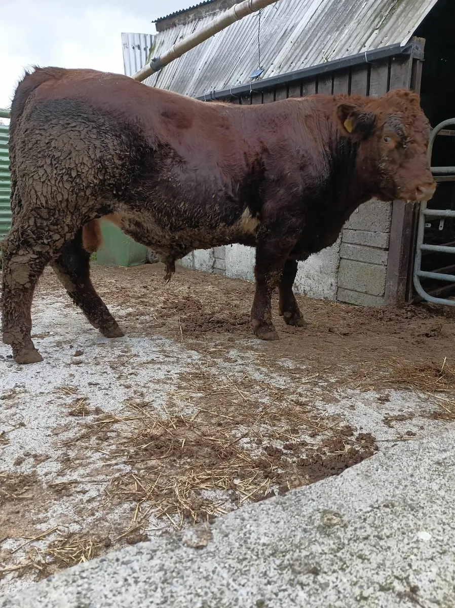 Shorthorn Bull - Image 2