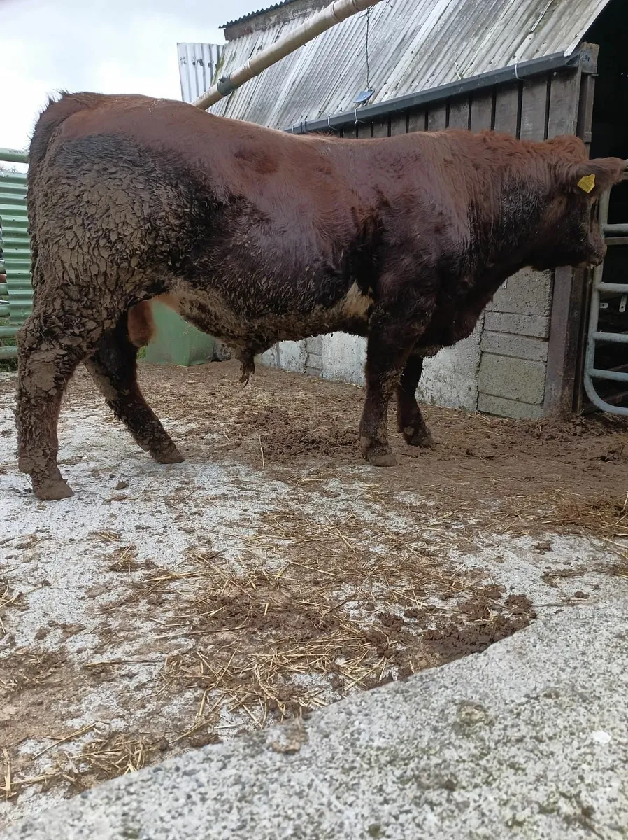 Shorthorn Bull - Image 3