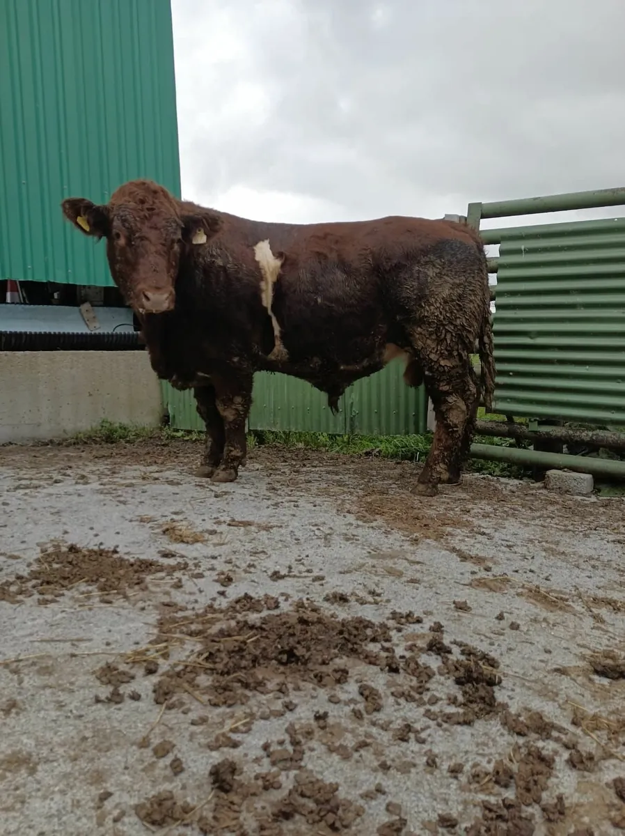 Shorthorn Bull - Image 4