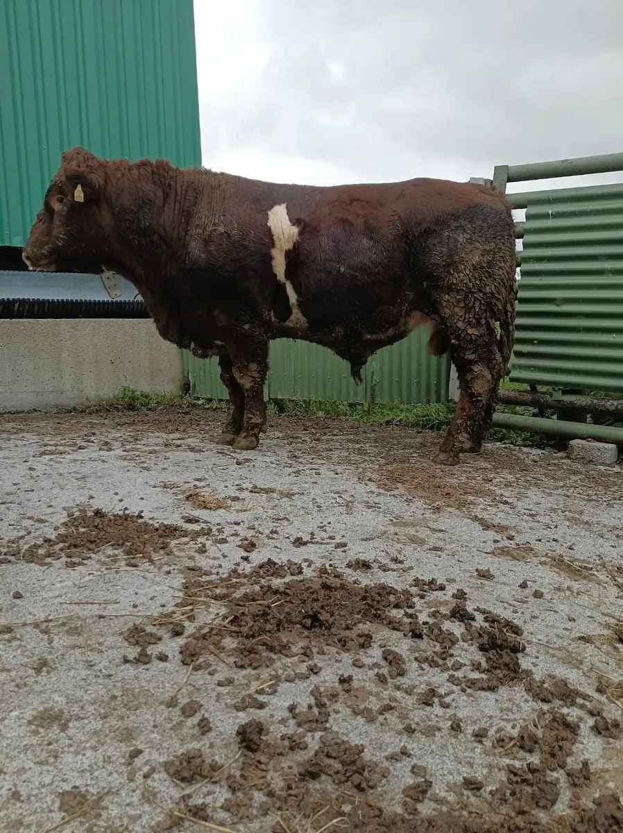 Shorthorn Bull - Image 1