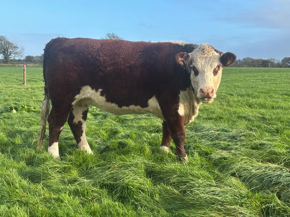 Hereford Heifers - Image 1