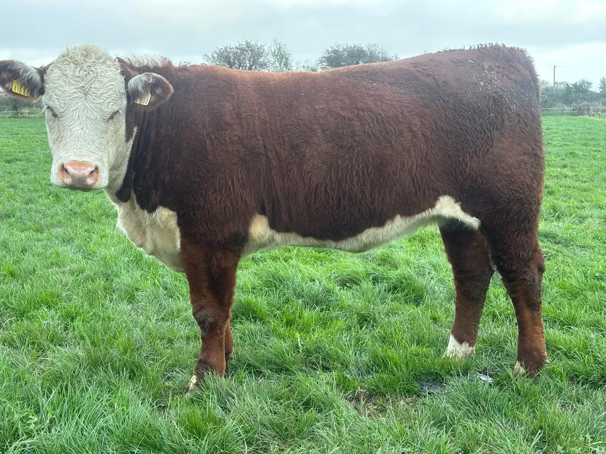 Hereford Heifers - Image 3