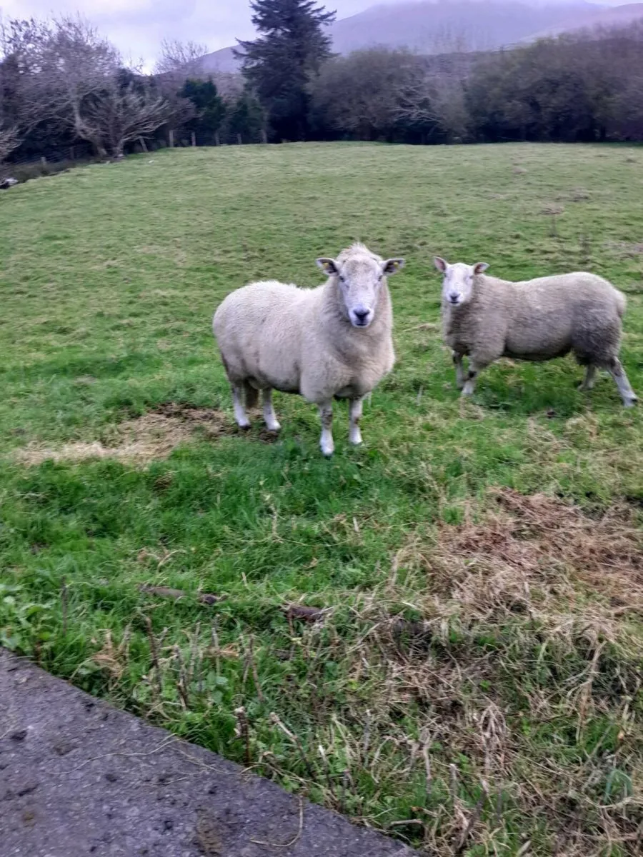 Cheviot rams - Image 2