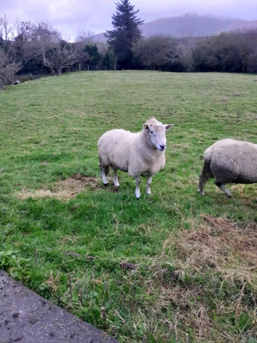 Cheviot rams - Image 3