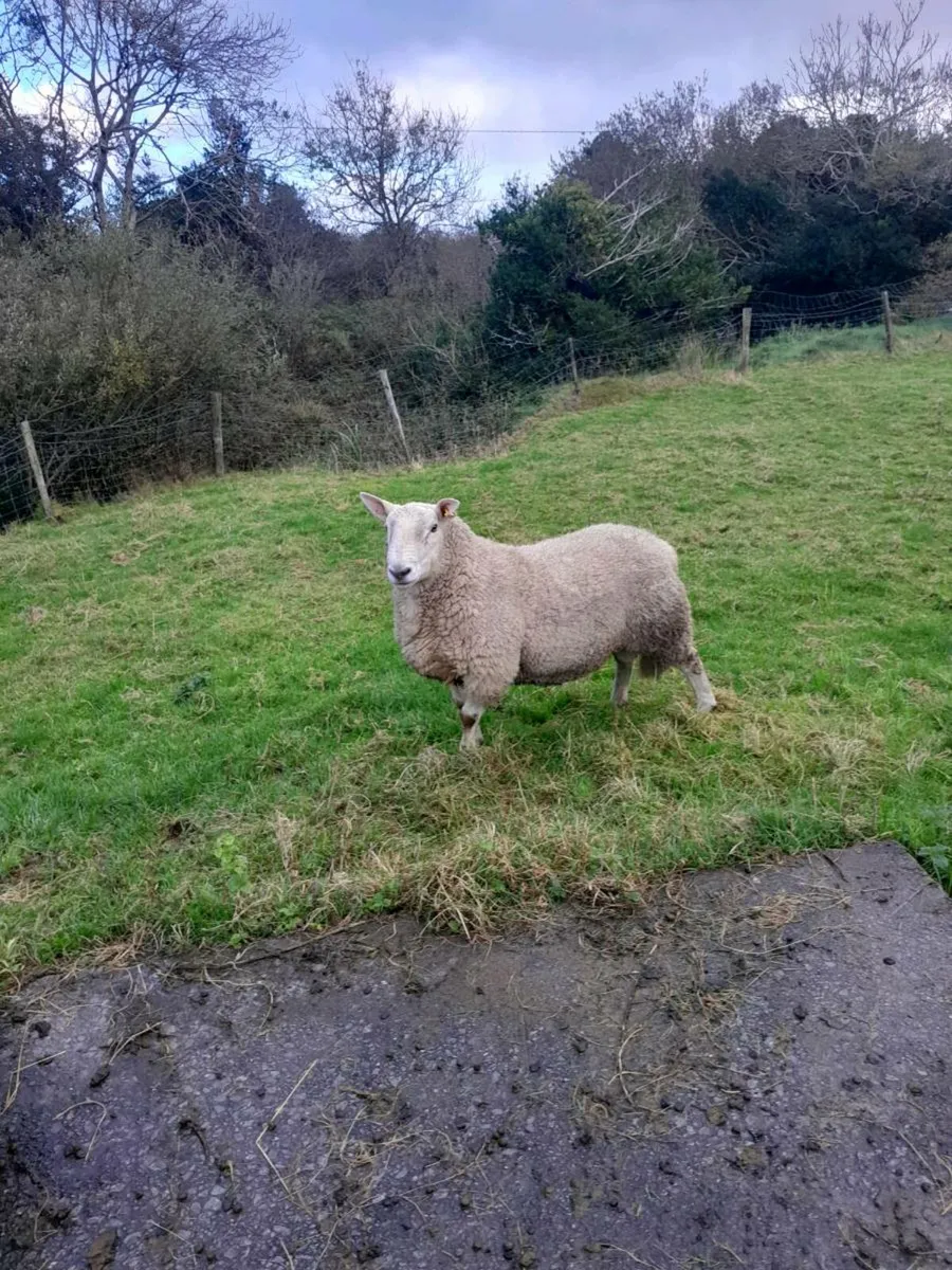 Cheviot rams - Image 4