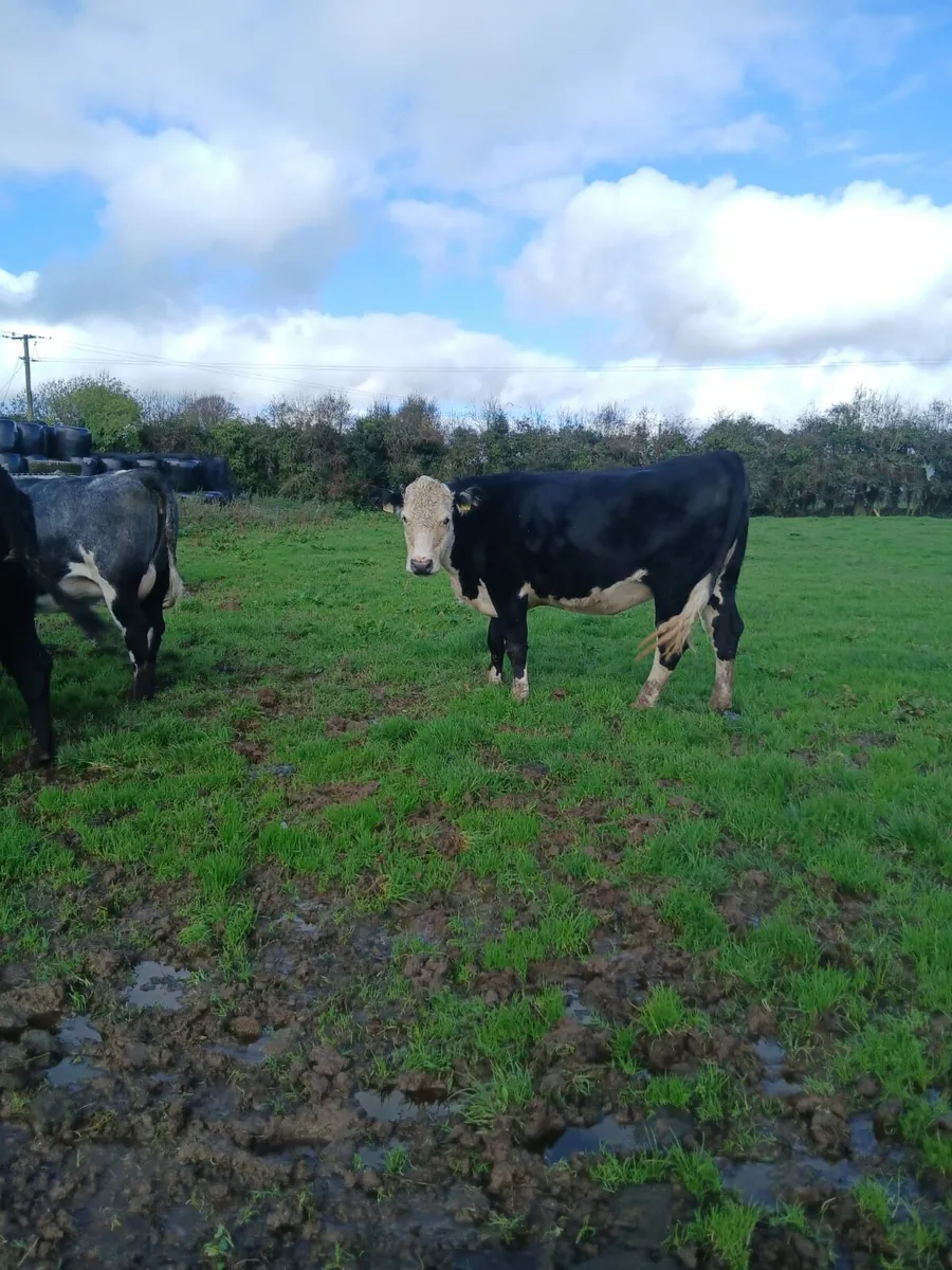 Springers for sale - Image 2