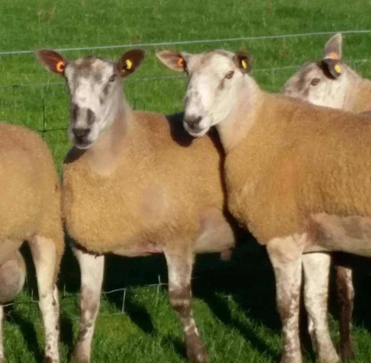 Bluefaced Leicester Shearling Rams - Image 1