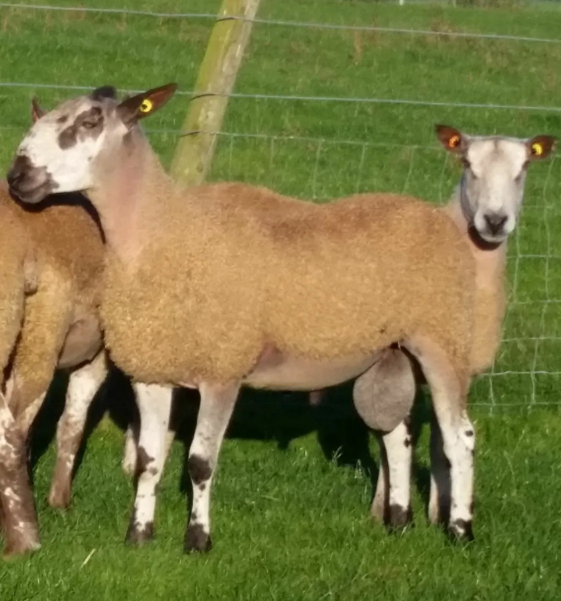 Bluefaced Leicester Shearling Rams - Image 2