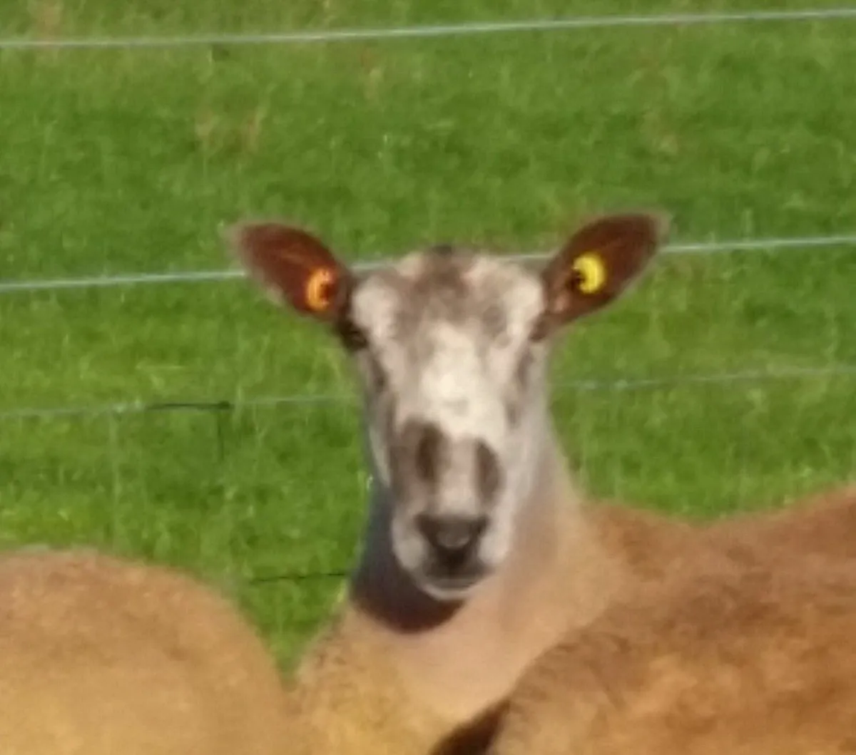 Bluefaced Leicester Shearling Rams - Image 3