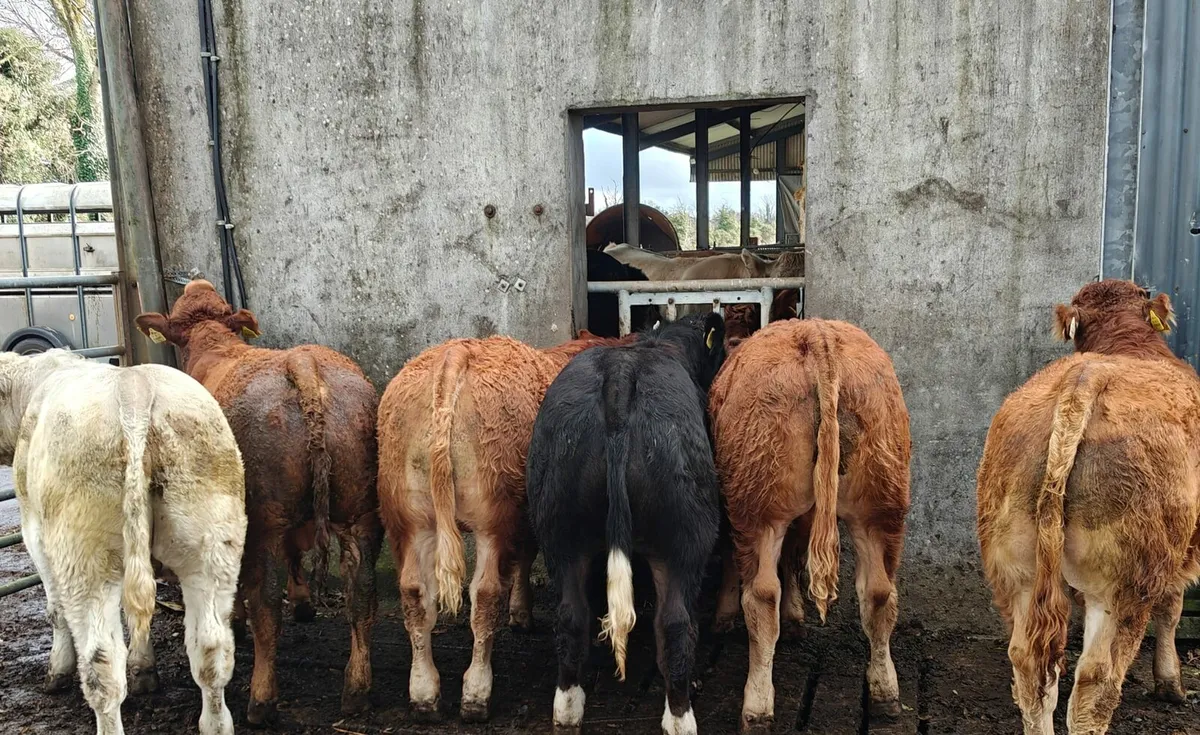 Organic Bull Weanlings Balla Tuesday 21st - Image 1