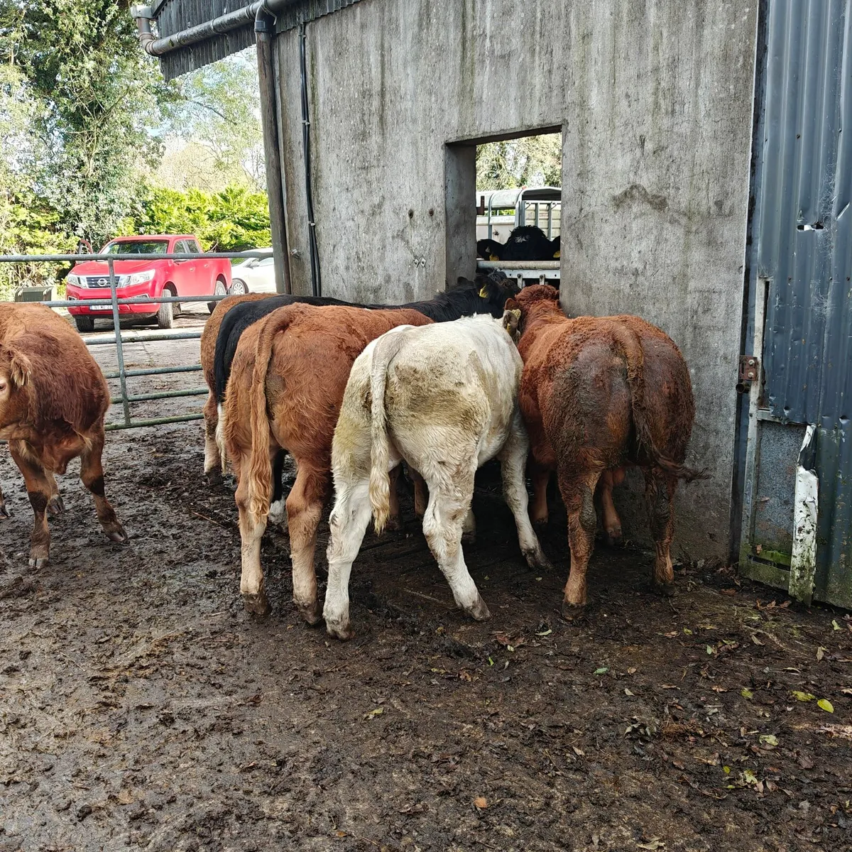 Organic Bull Weanlings Balla Tuesday 21st - Image 2