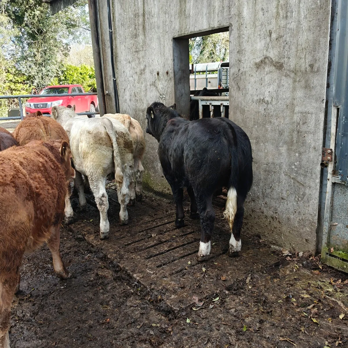 Organic Bull Weanlings Balla Tuesday 21st - Image 3