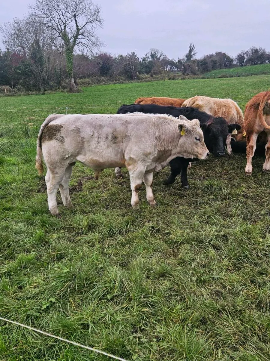 Organic Bull Weanlings Balla Tuesday 21st - Image 4
