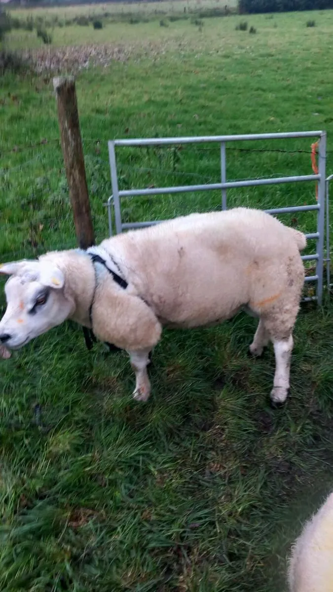 Sis ram - Image 1