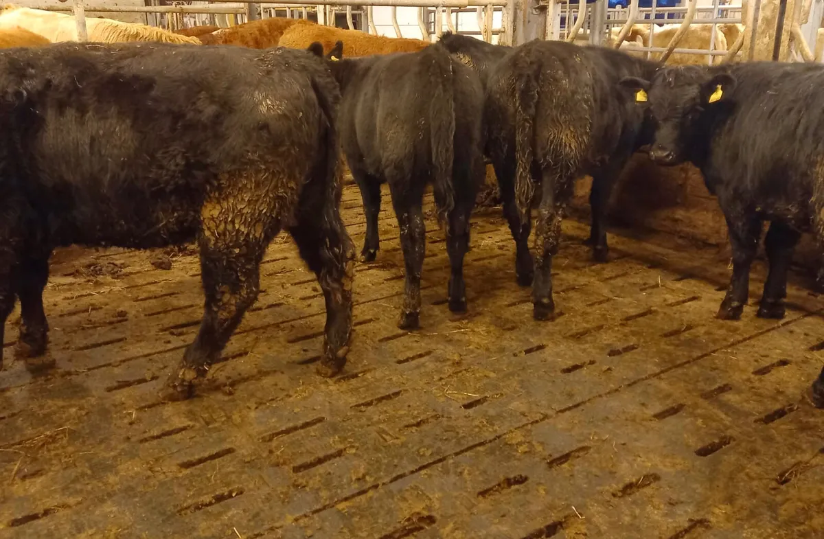 Donegal  Angus  @ Leinster Livestock - Image 4
